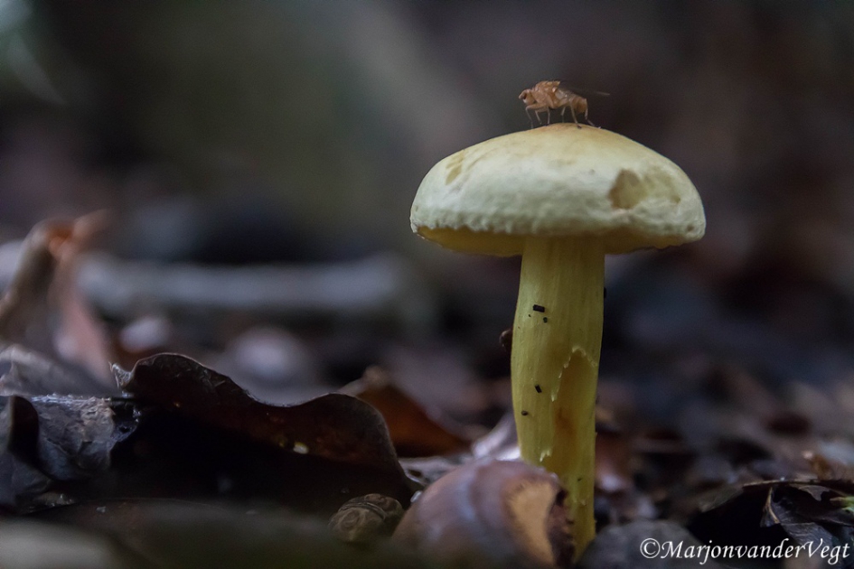 Hij houdt de wacht - Geleedpotigen - vlieg