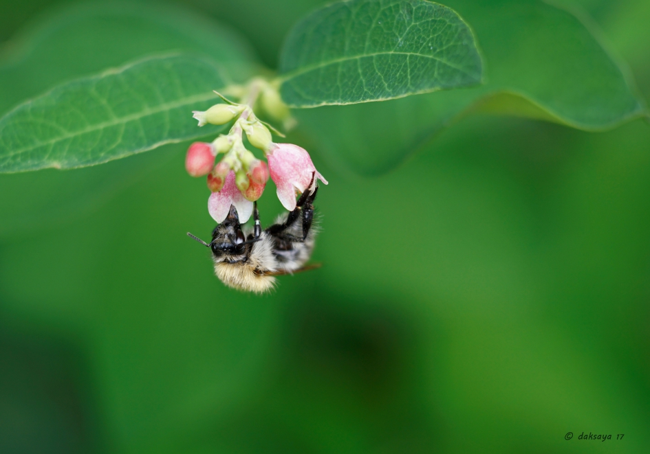 Hommel op sneeuwbes - Geleedpotigen - 