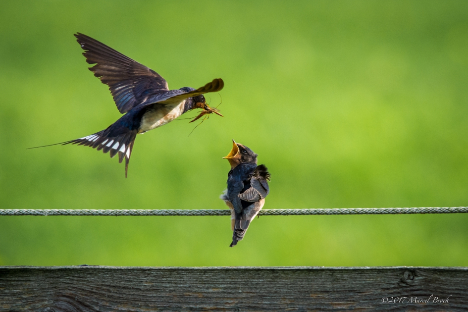 Honger!!!! - Vogels - Zwaluw