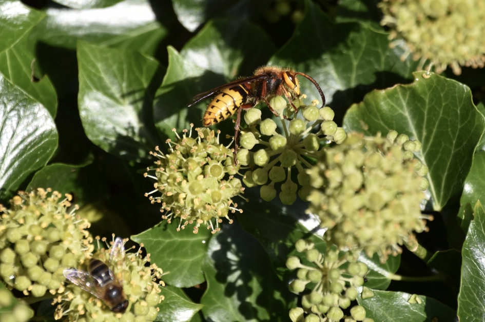 Hoornaar - Geleedpotigen - 
