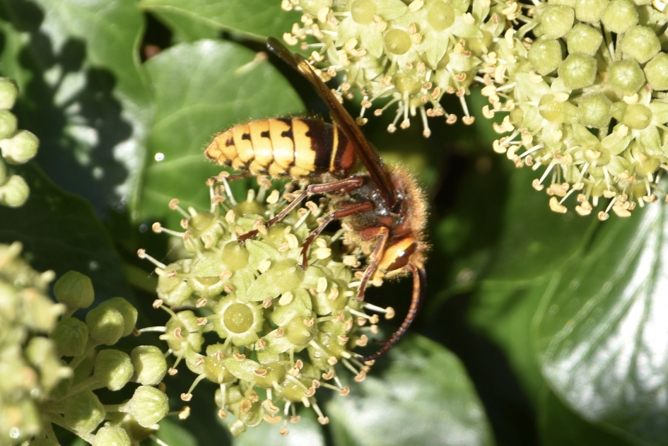 Hoornaar - Geleedpotigen - 