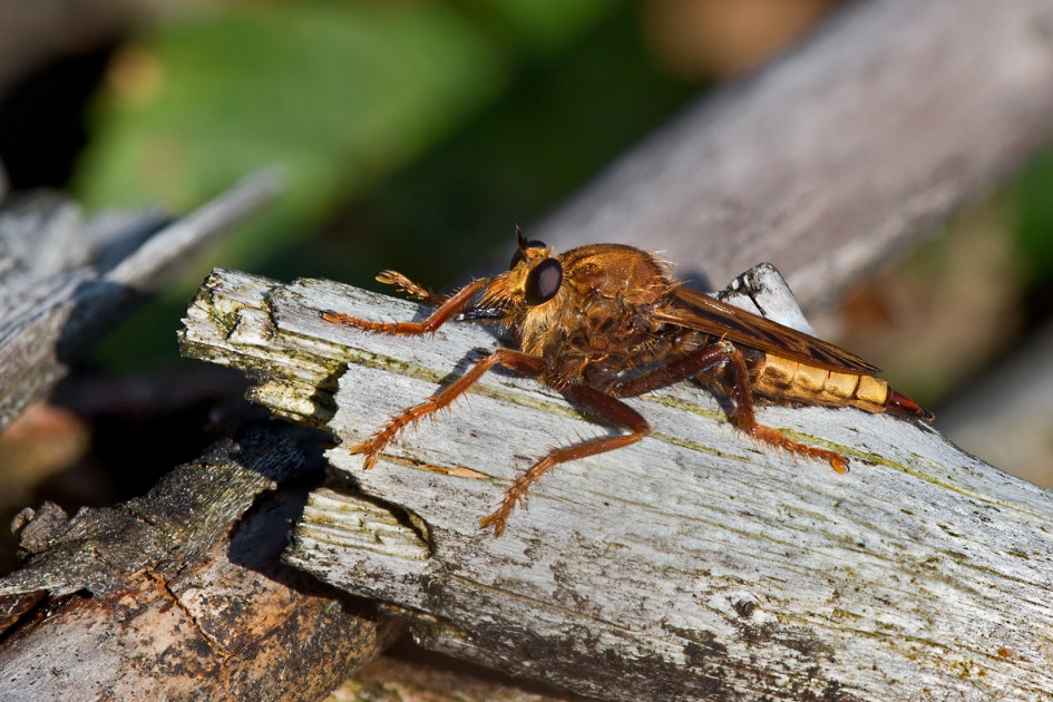 Hoornnaarroofvlieg - Asilus Craboniformis - Geleedpotigen - Hoornaarroofvlieg