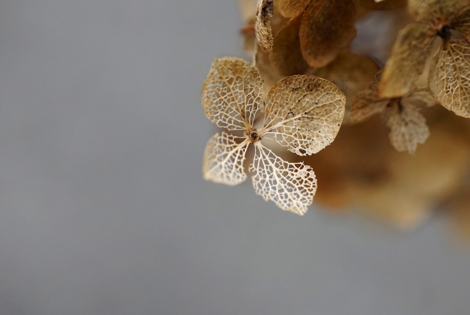 Hortensia 2 - Planten - 