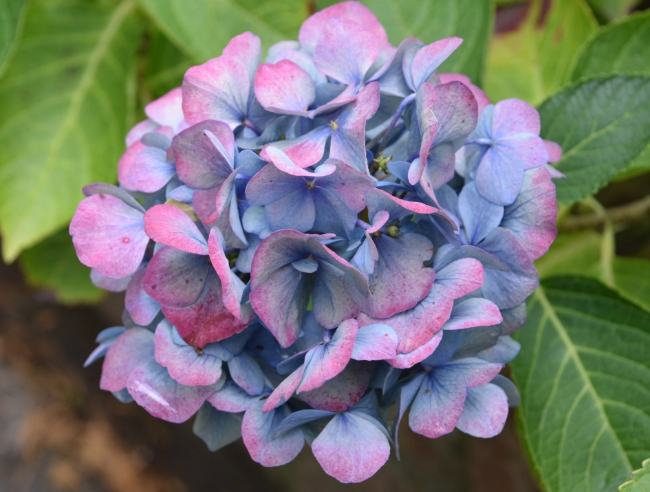 Hortensia - Planten - 