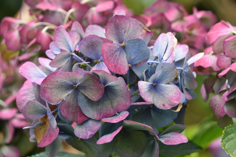Hortensia - Planten - 