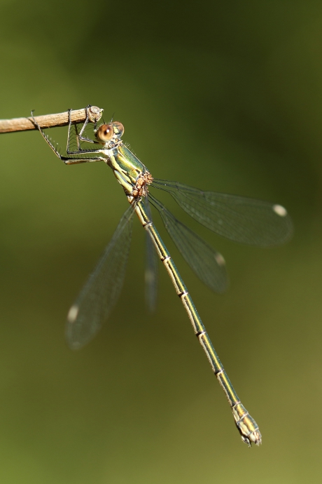 houtpantserjuffer -v-