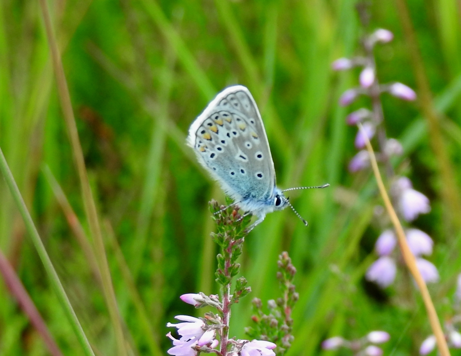 Icarusblauwtje - Geleedpotigen - Icarusblauwtje