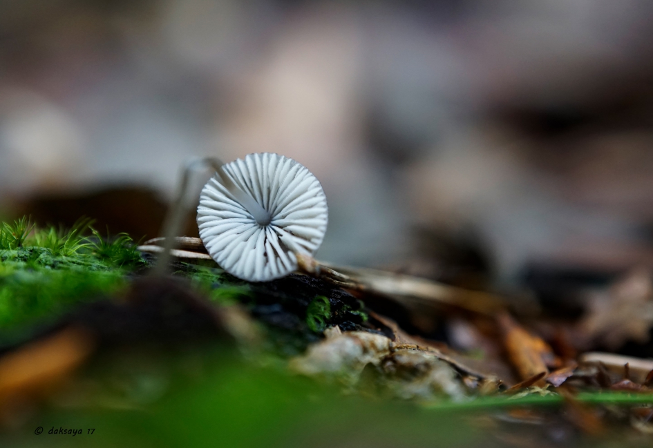 Ik ben gebroken - Schimmels - 