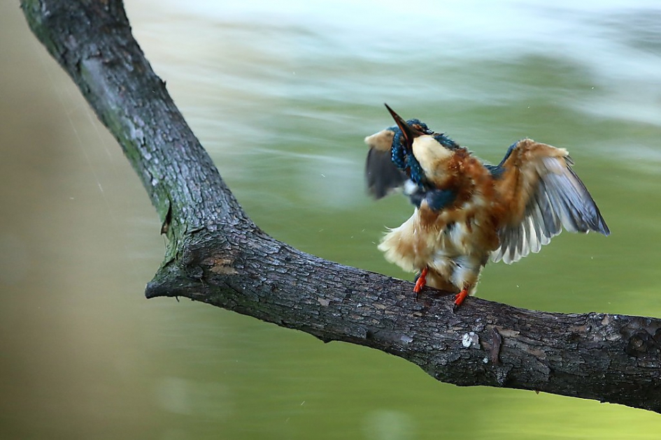 Poetsbeurt. - Vogels - IJsvogel