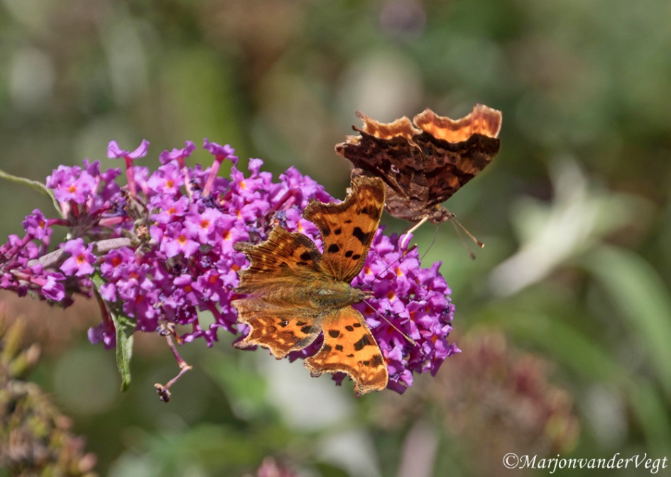 Ik zie dubbel - Geleedpotigen - Gehakkelde Aurelia