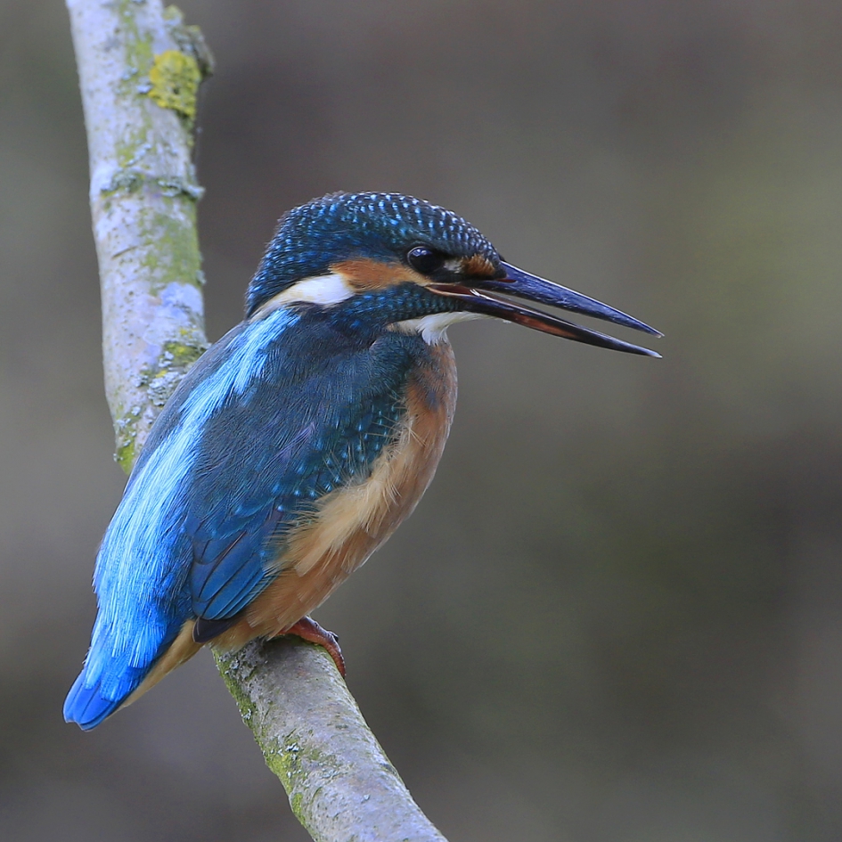In gesprek ... - Vogels - IJsvogel