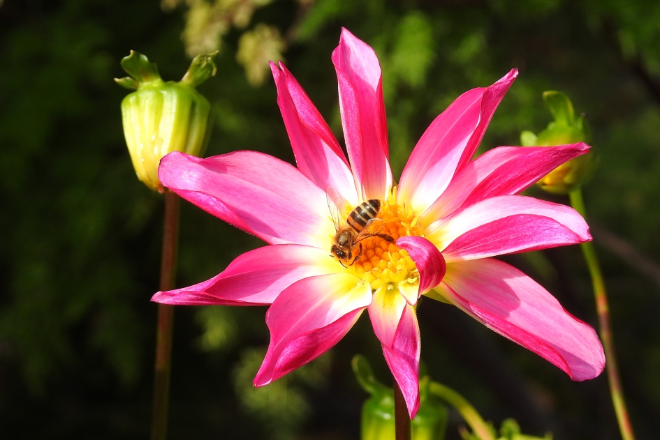 In het hart - Geleedpotigen - 