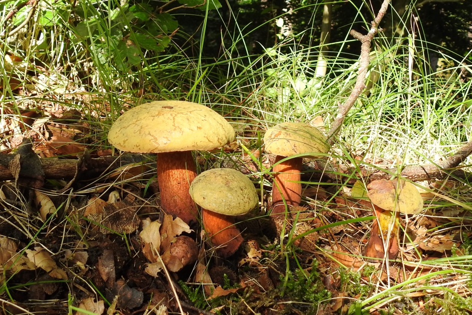 In het ochtendzonnetje - Schimmels - Roodsteelfluweelboleet