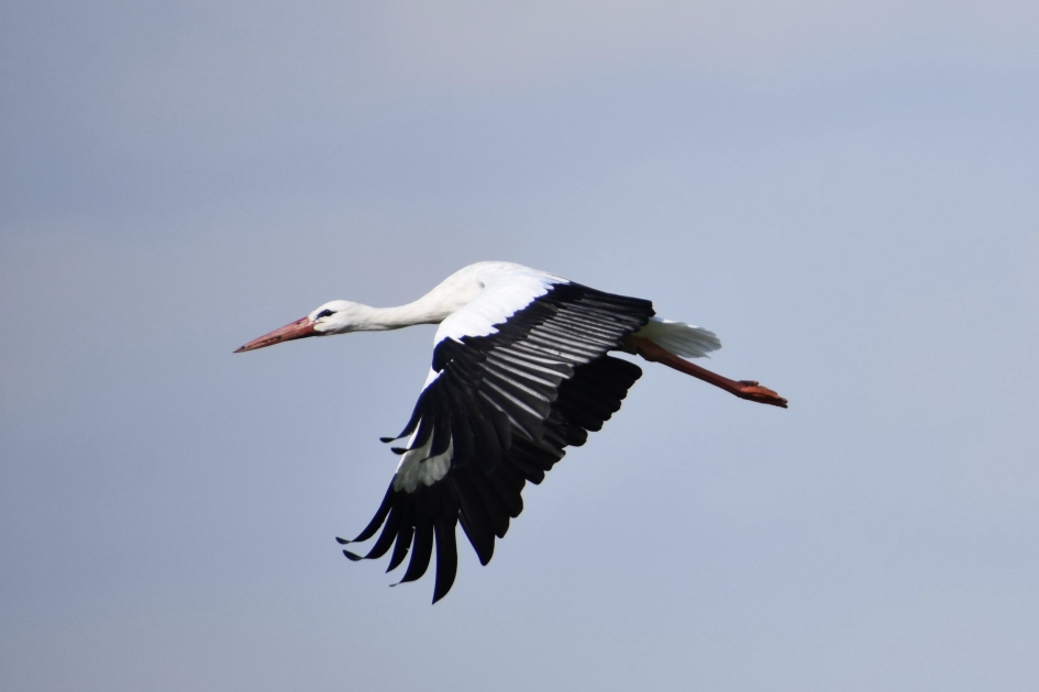 In vlucht - Vogels - 