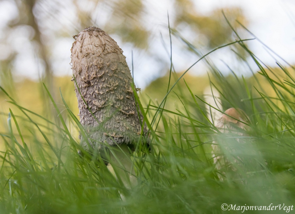 Inktzwammen - Schimmels - Inktzwammen
