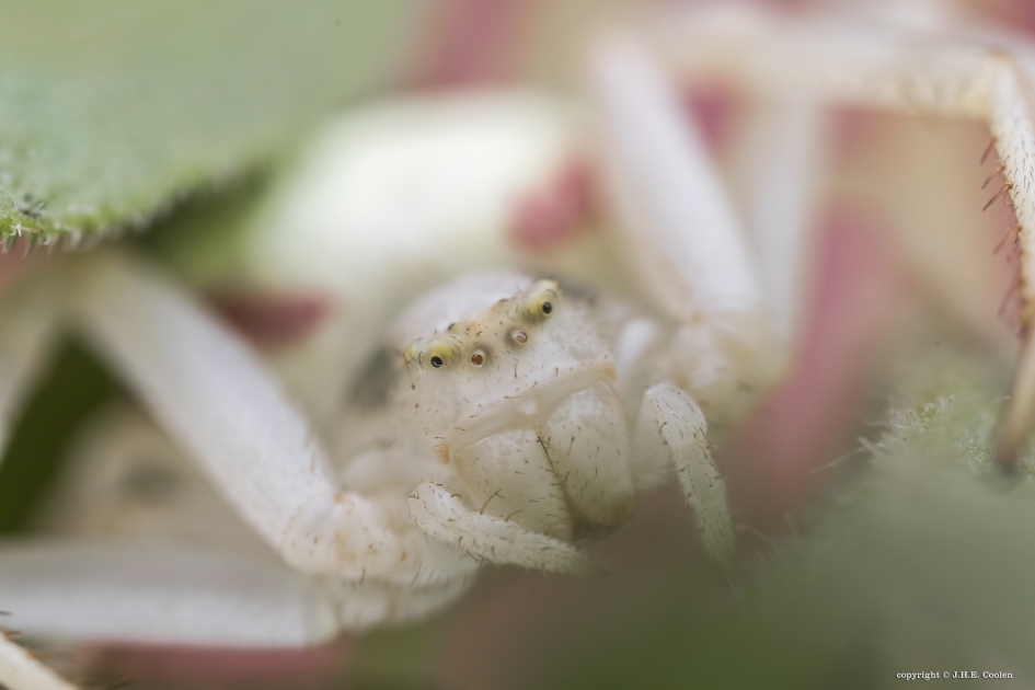 It - Geleedpotigen - Gewone kameleonspin