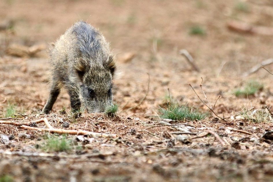 jong wild zwijn - Zoogdieren - 