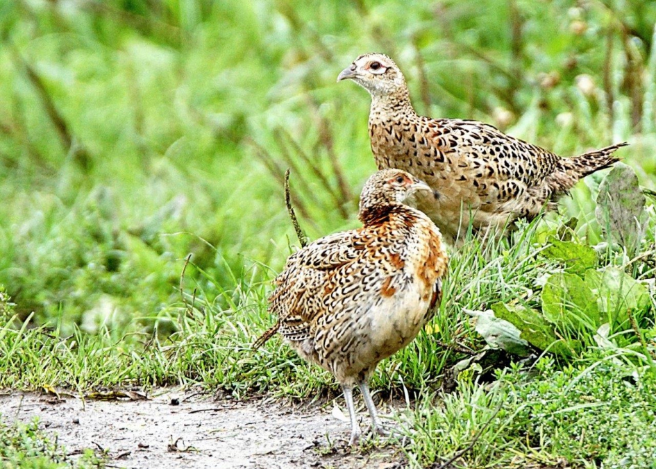 Jonge dames - Vogels - fazant