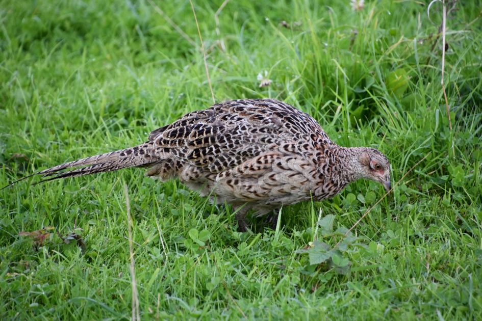 Jonge fazant - Vogels - 