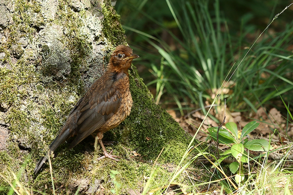 jonge merel - Vogels - 