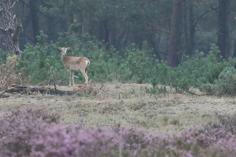 jonge moeflon - Zoogdieren - 