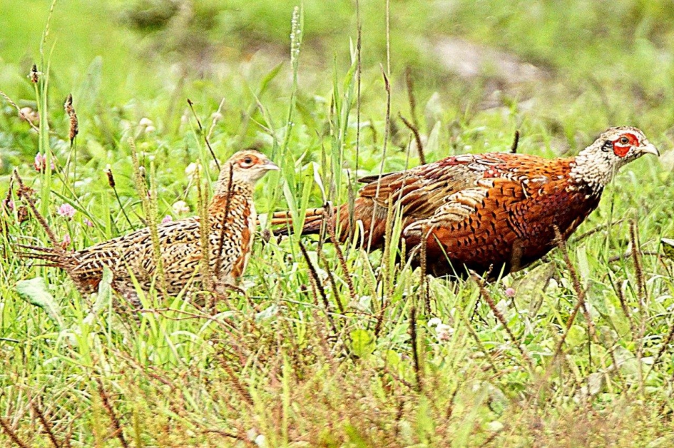 Jongelingen - Vogels - Fazant