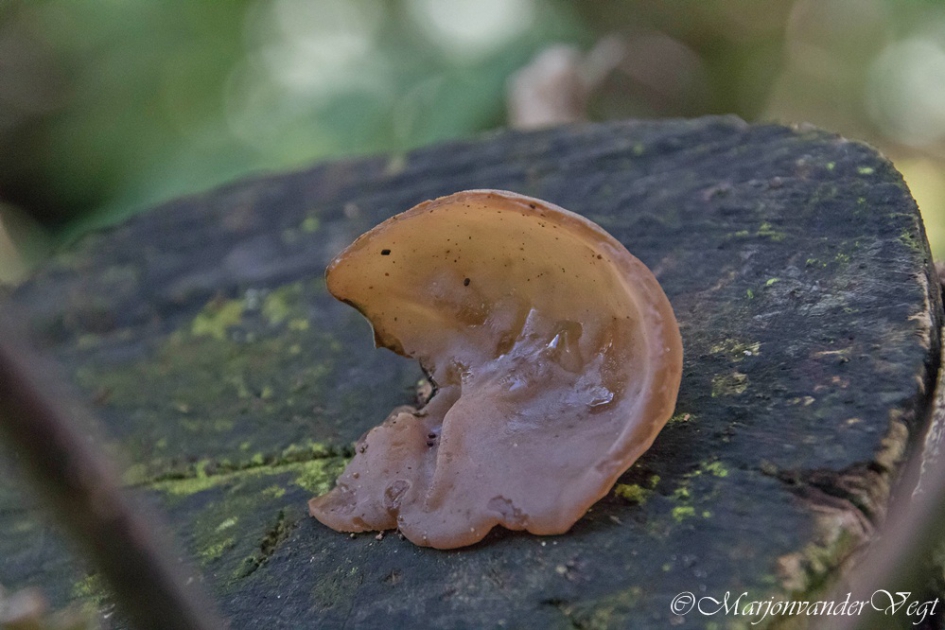 Judasoor - Schimmels - Judasoren