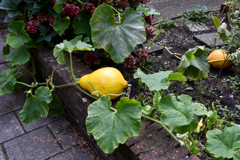 Kalebassen - Planten - 