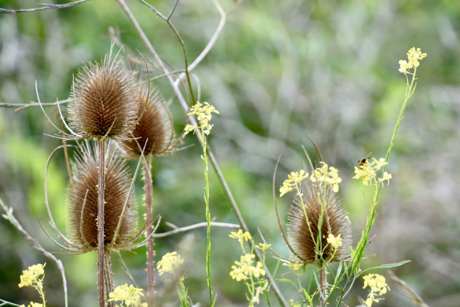 Kardebollen - Planten - 