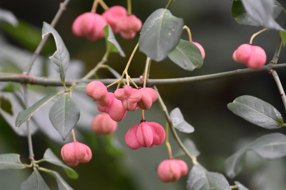 Kardinaalsmuts - Planten - 