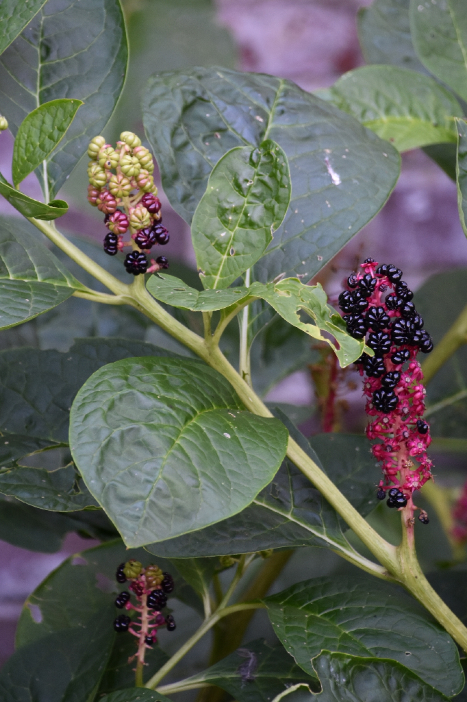 Karmozijn - Planten - 