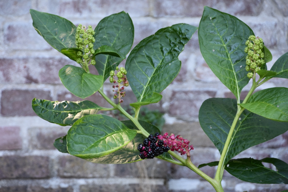 Karmozijn - Planten - 