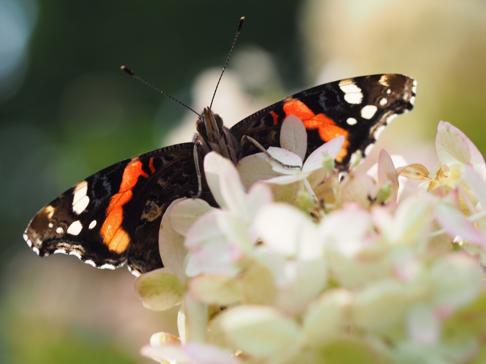 Kikvorsperspectief op atalanta - Geleedpotigen - Atalanta