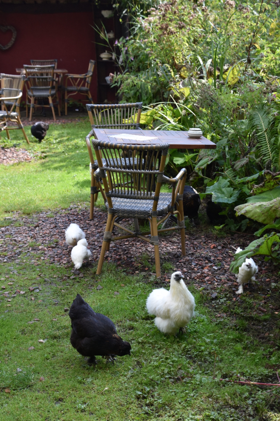 Kippen en kuikens - Vogels - 