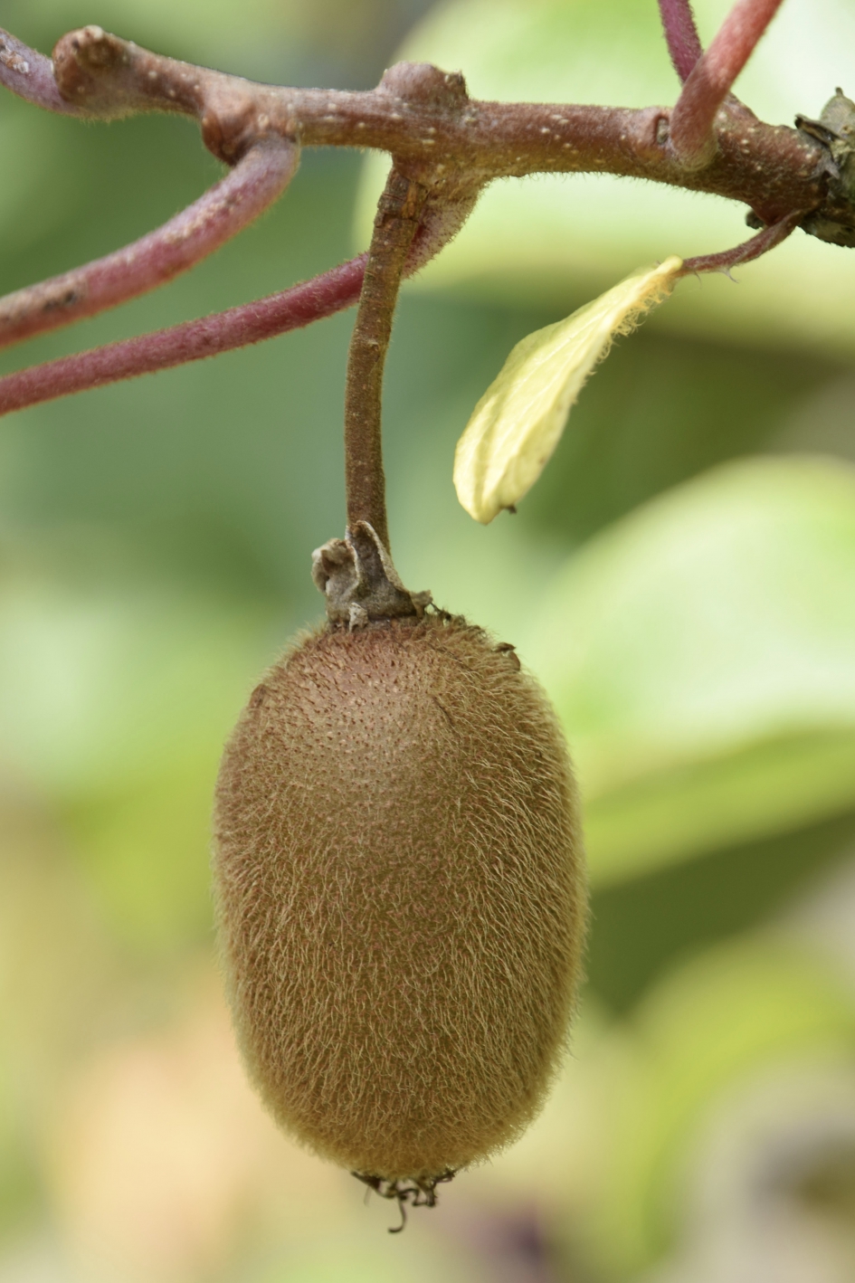 Kiwi - Planten - 