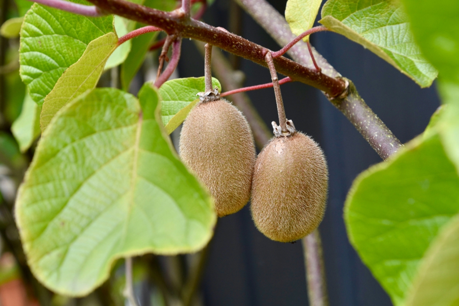 Kiwi's - Planten - 