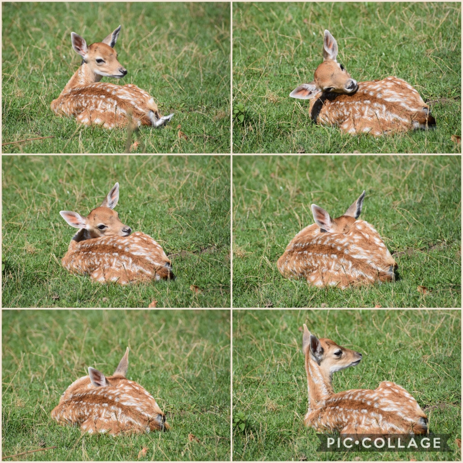 Klein damhertje - Zoogdieren - 