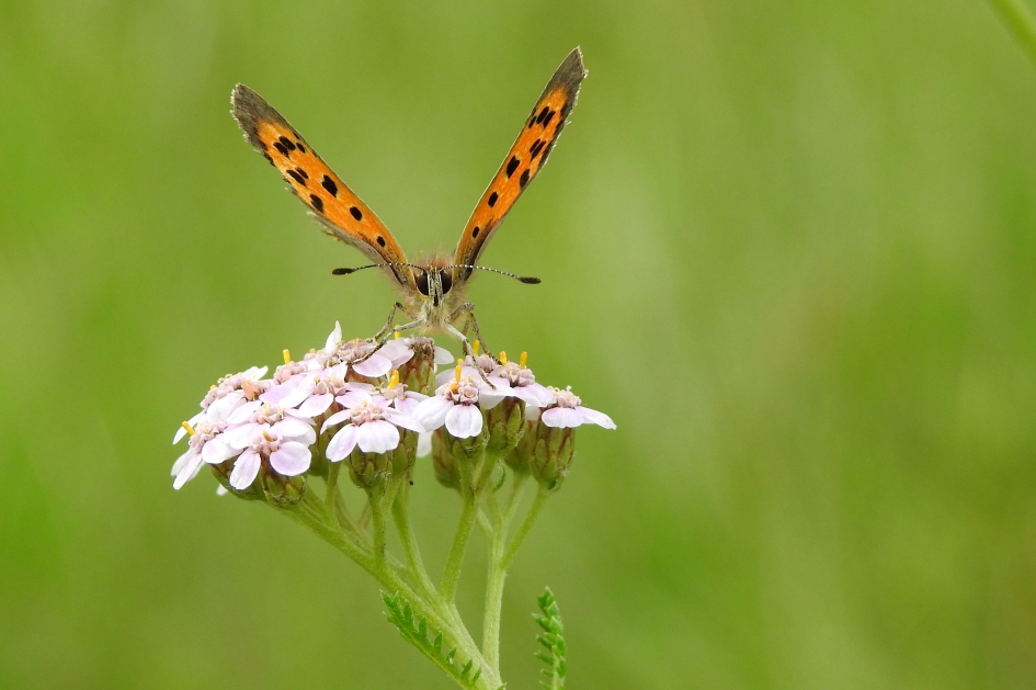 Klein maar vurig - Geleedpotigen - Kleine vuurvlinder