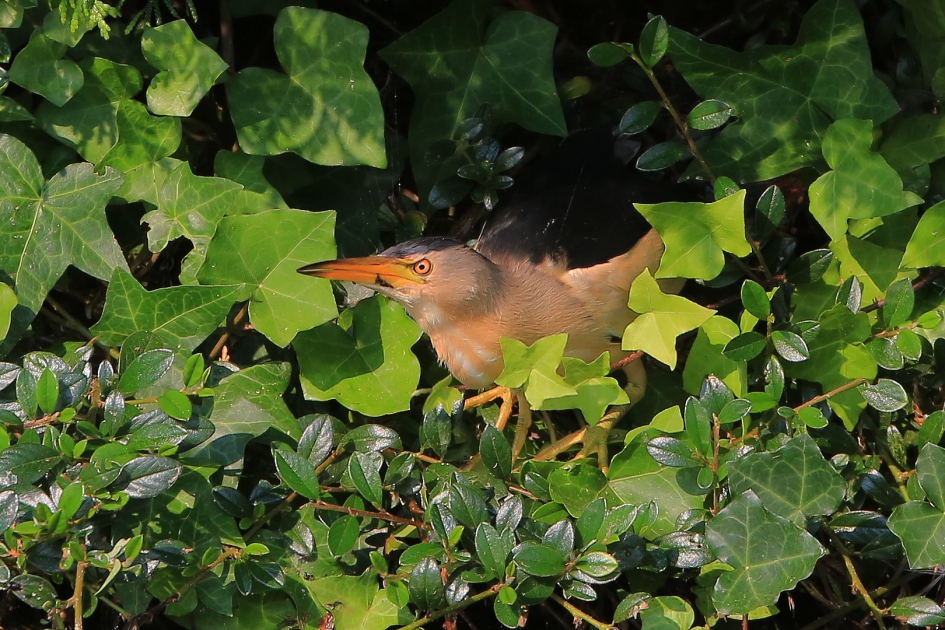 Klein Roerdompie - Vogels - Woudaap