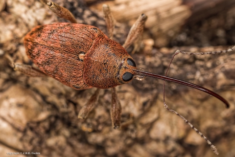 Kleine eikelboorsnuitkever