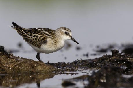 Kleine strandloper