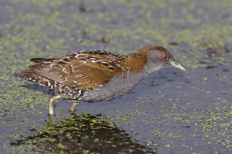 kleinst waterhoen op zijn/haar gemak. - Vogels - Kleinst waterhoen