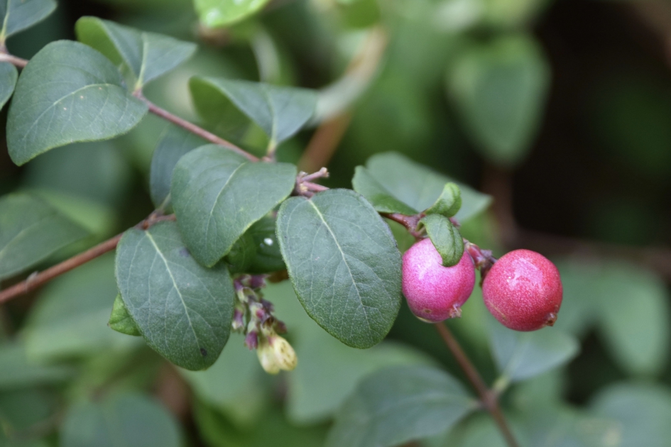 Knal roze - Planten - 