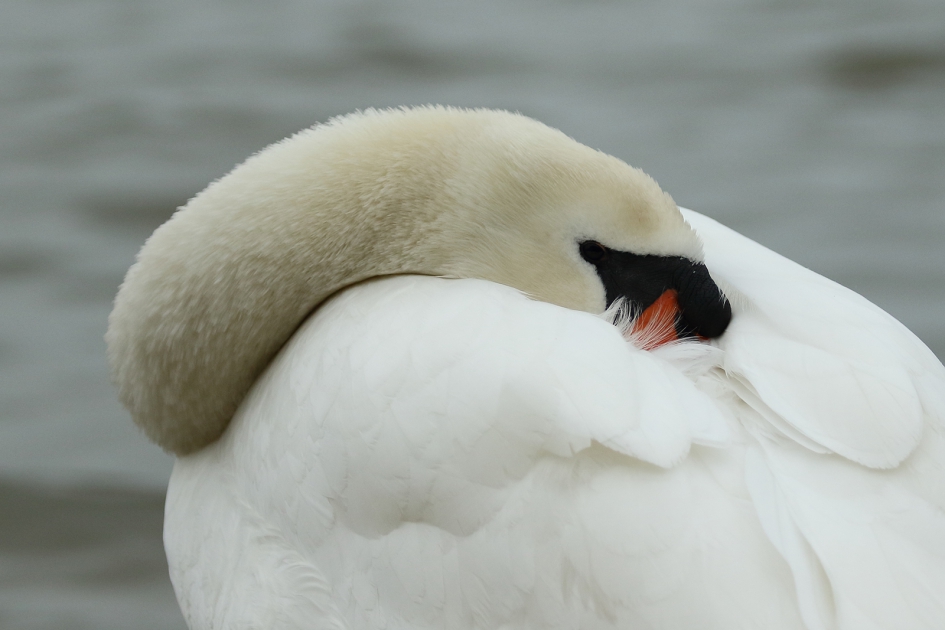 knobbelzwaan -m- - Vogels - 