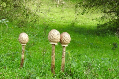 Knotsjes van zwammen