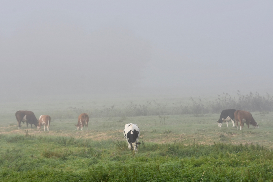 Koeien in de mist - Zoogdieren - 