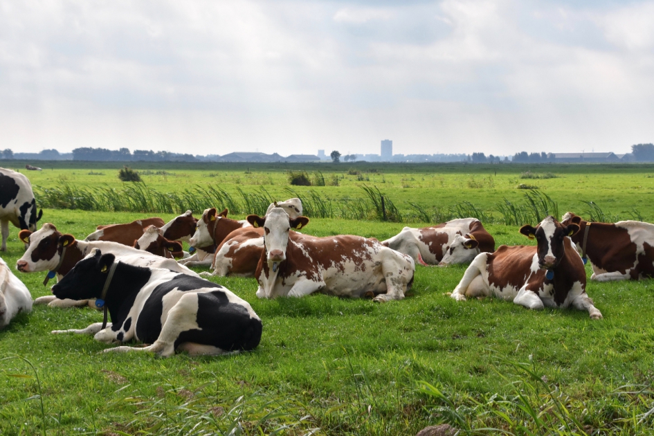 Koeien in de wei - Zoogdieren - 