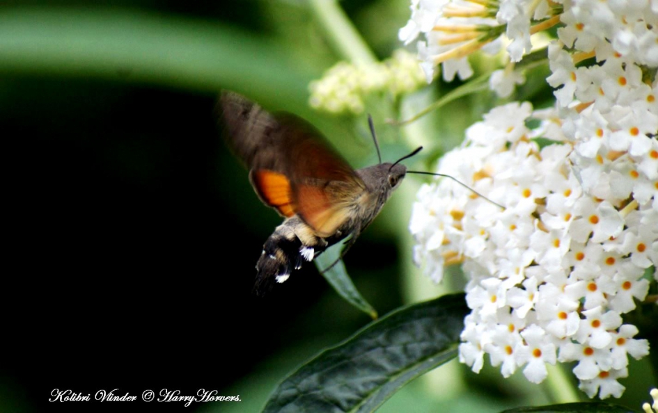 Kolibrivlinder - Geleedpotigen - 