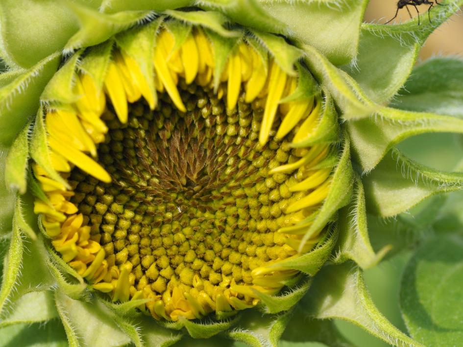 Komt nog - Planten - 