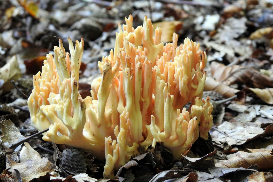 Koraal in het bos - Schimmels - Koraalzwam